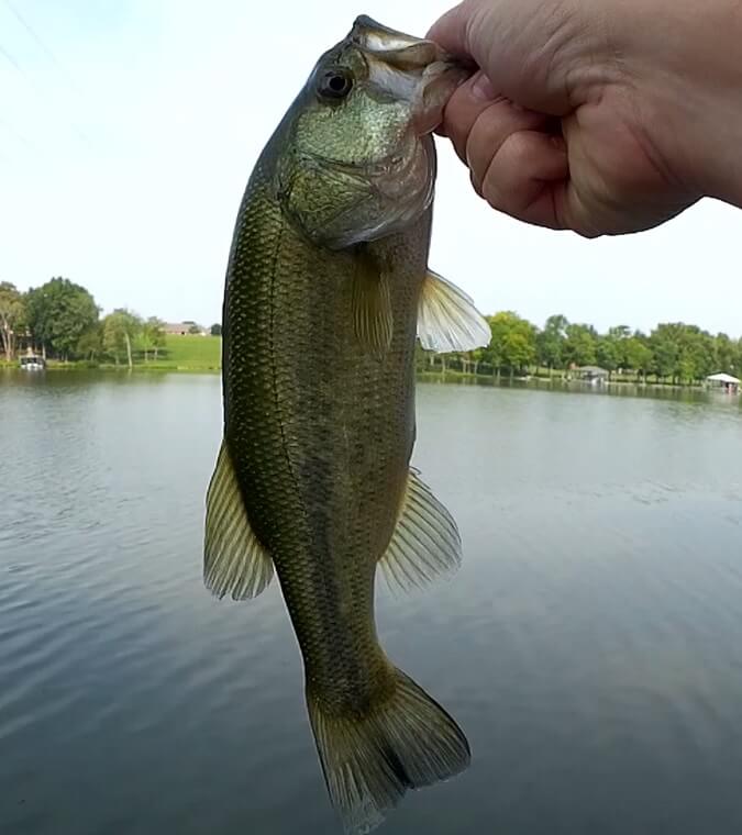 Realistic Fishing for Bass with Subscriber Lures and Giveaway - Realistic Fishing