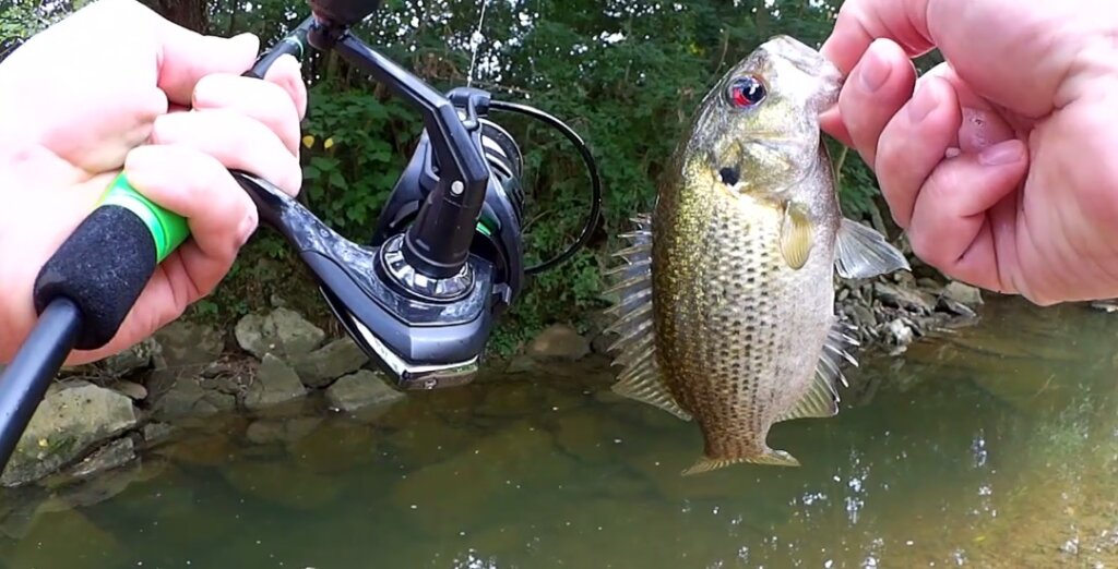 Using the Gulp Minnow at the lake - catching bluegill for catfish bait. 