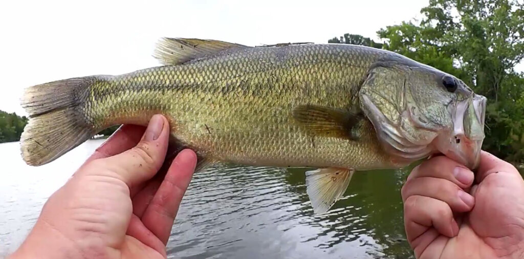 Realistic Fishing with a Texas Rig Summer Bass Fishing from the Bank - Realistic Fishing