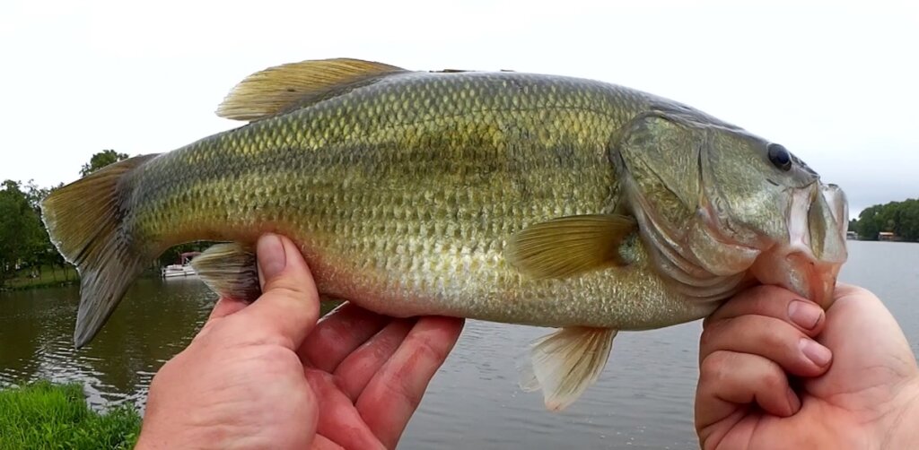 https://realisticfishing.com/wp-content/uploads/2021/08/The-Only-Lure-Catching-Bass-Right-Now-Realistic-Topwater-Bass-Fishing-1024x502.jpg