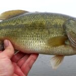 The Only Lure Catching Bass Right Now Realistic Topwater Bass Fishing - Realistic Fishing
