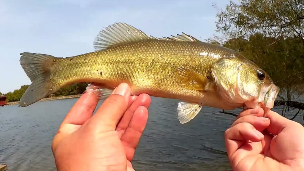 First Time Fishing with a REBEL Crickhopper Cricket Fishing Lure - Realistic Fishing