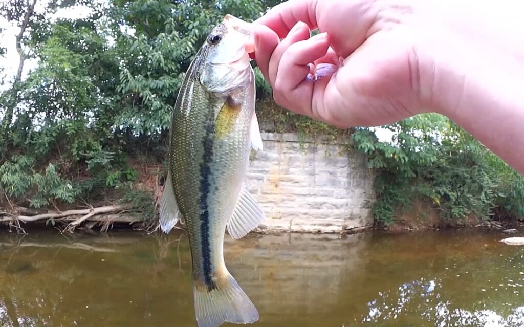 Catching tons of bass out of small creek!! 