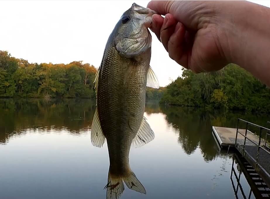 Caught a nice one just under 4lbs this morning on a buzz bait : r/ bassfishing