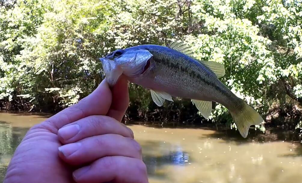 Summer Kayak Fishing - Rebel Crickhopper for Bluegill. Small Creek