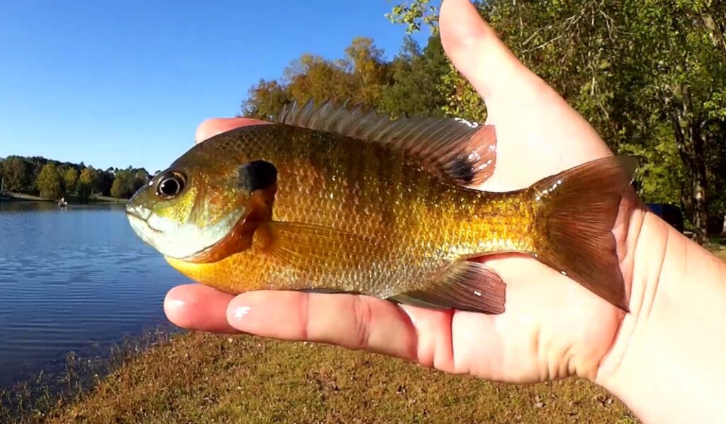 giant bluegill