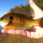 Bank Fishing for Big Bluegill at a Small Lake Fall Panfish Fishing - Realistic Fishing