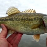 Bass Fishing with a Baitcaster from 1984 QUANTUM 1310 MG by Zebco - Realistic Fishing