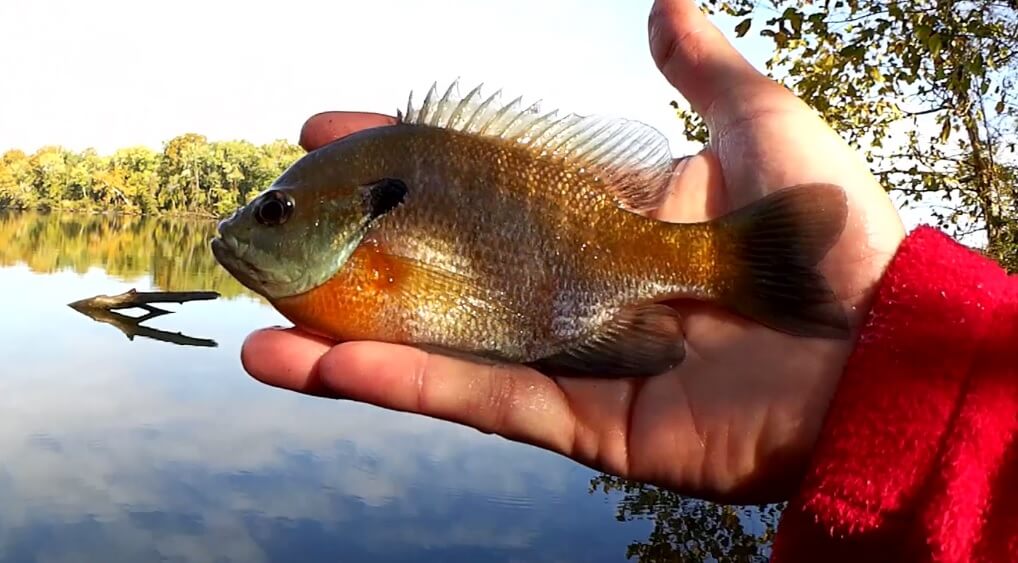 A Beginners Guide to Fishing for Panfish