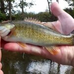 Fall Creek Fishing for BASS and PANFISH with a PowerBait Minnow Easy - Realistic Fishing