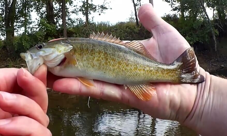 Fall Creek Fishing for BASS and PANFISH with a PowerBait Minnow Easy - Realistic Fishing