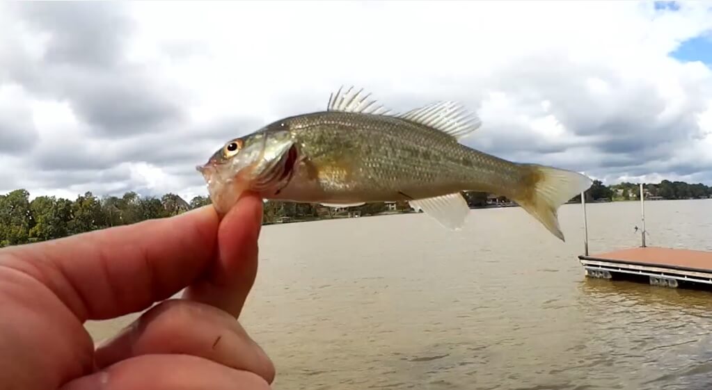 First Bass on a Strike King Bitsy Minnow Fishing with a Bitsy Minnow - Realistic Fishing