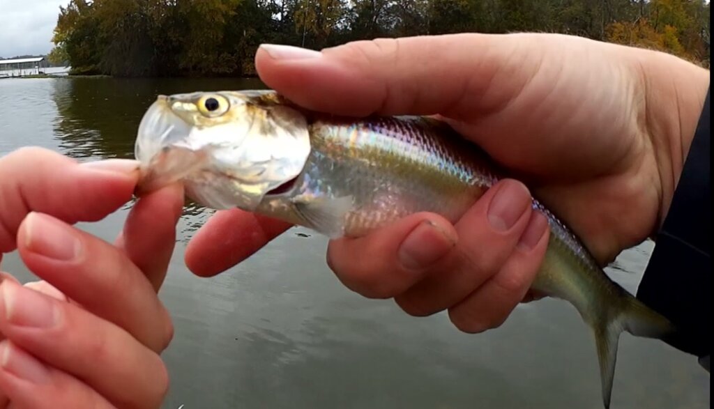 I HATE WHEN THIS HAPPENS Some Idiot Ruined the Fishing Today - Realistic Fishing