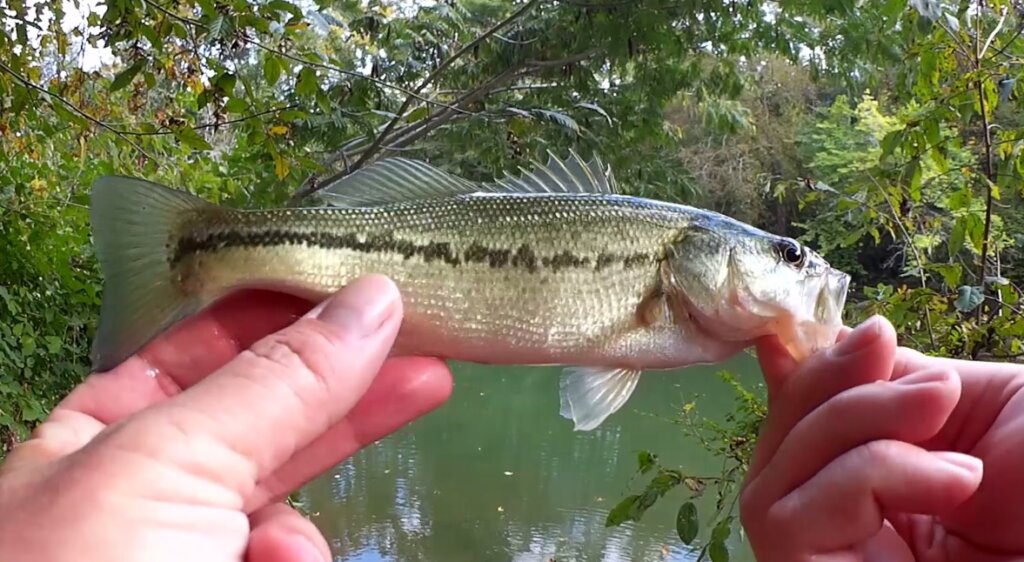 Realistic Fishing for Bass and Panfish in a Creek Fall Creek Fishing - Realistic Fishing