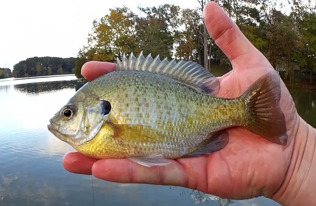 Bass Fishing From The Bank With A Wacky Rig - Realistic Fishing