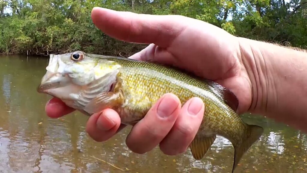 Realistic Fishing in a Creek Catching Smallmouth Bass Other Fish - Realistic Fishing
