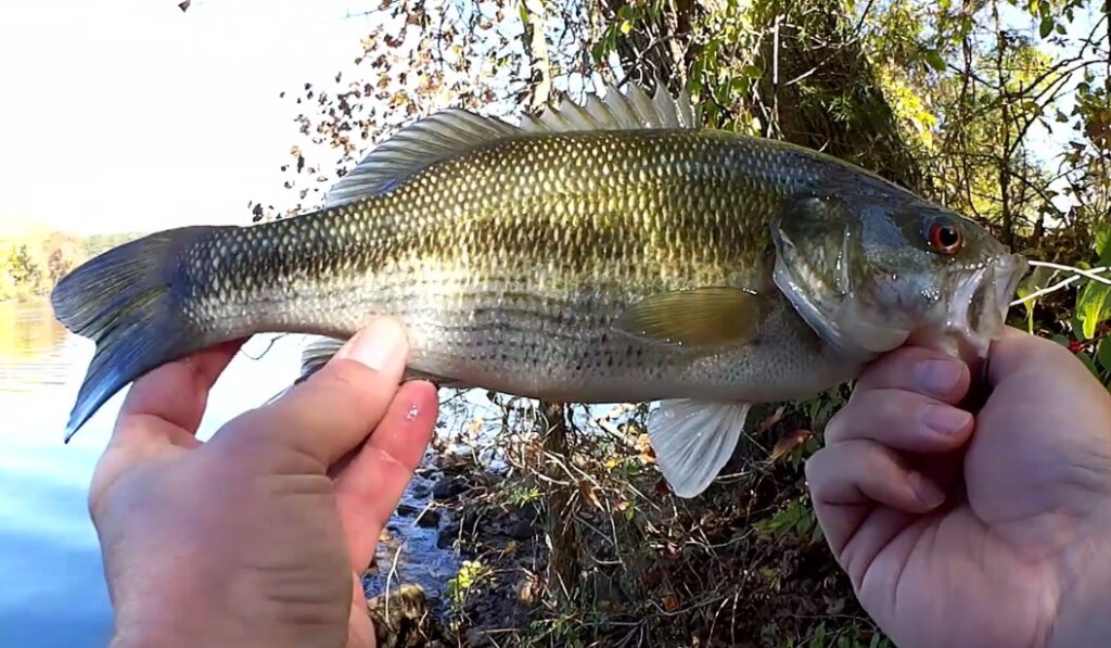 Fishbites vs Gulp ---FLOUNDER BATTLE! See which bait won! 