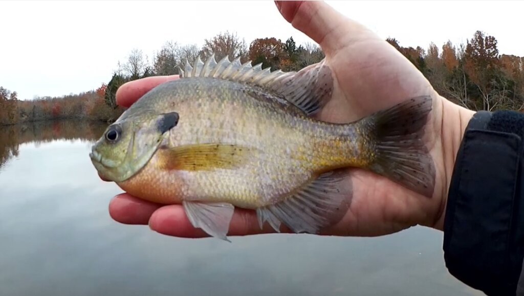 Surprising Catch With 1 Inch Gulp Minnow! Realistic Bank Fishing