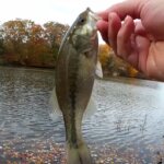 Realistic Bass Fishing with a Jerkbait and Finding Bass Lures in Trees - Realistic Fishing