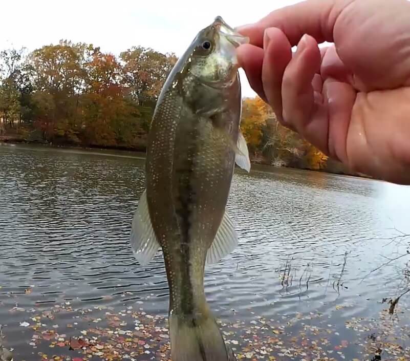 Fishing with PowerBait and GULP at the SAME TIME! (Easy Fishing Rig) 