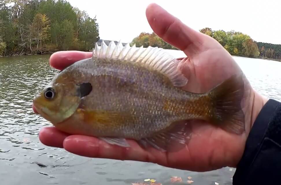Realistic Fishing When Its Cold Fall Bank Fishing for Panfish Easy - Realistic Fishing