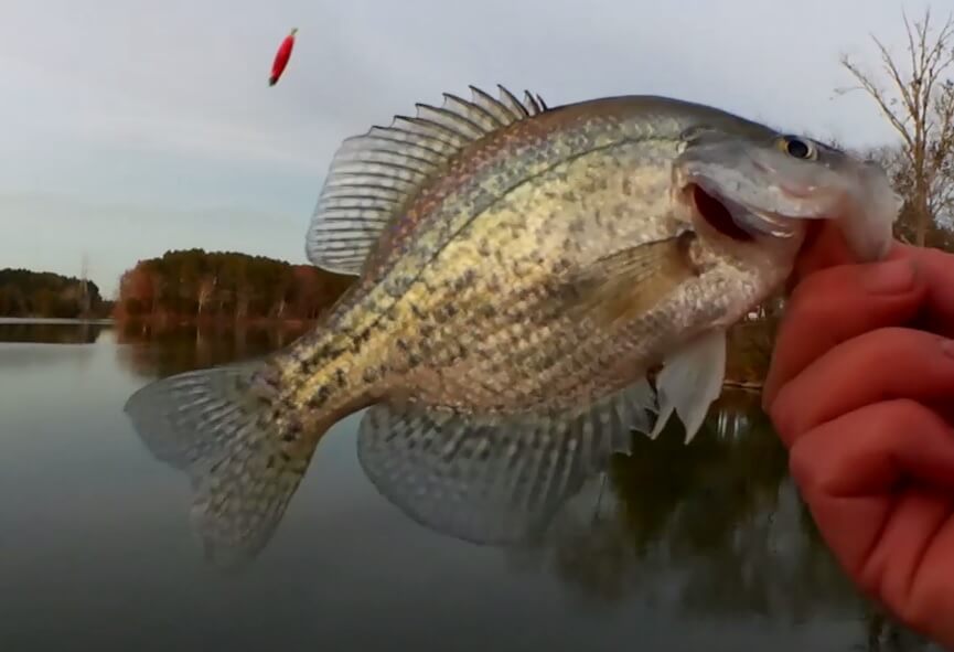 Crappie Fishing With a NEW Lure I Found a New ONE Inch Minnow - Realistic Fishing