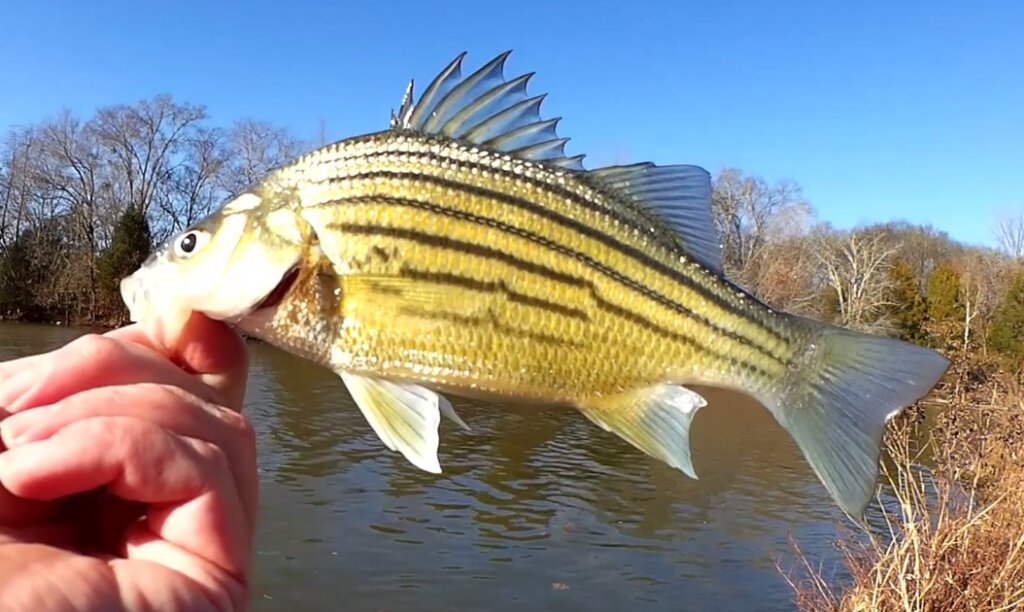 Fishing for Yellow Bass With Minnows Is Live Bait Better than Gulp - Realistic Fishing