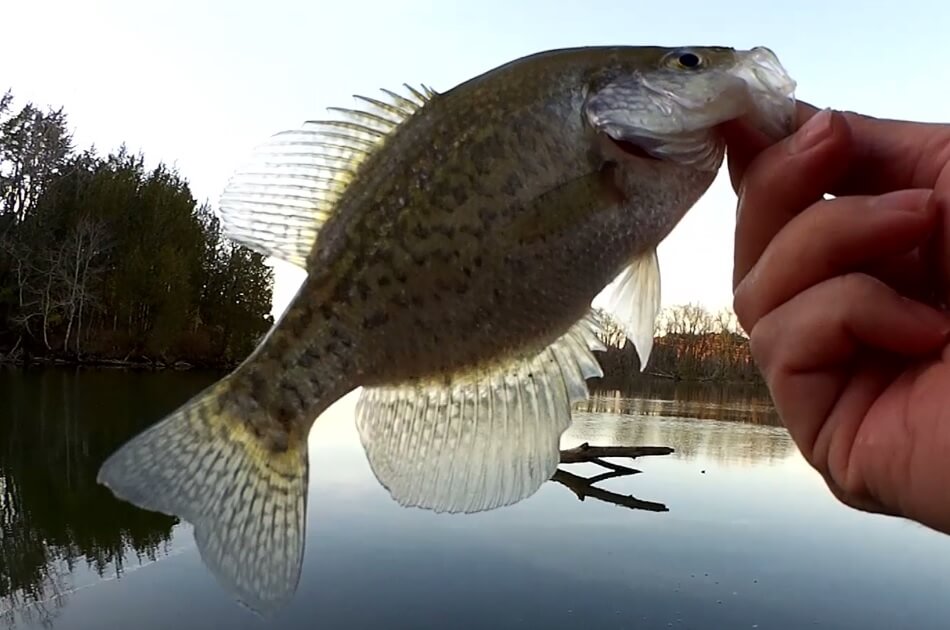 Fishing in Cold Water for Crappie and Bluegill Float and Drop Shot - Realistic Fishing