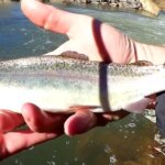 How to Catch Trout at a Spillway with PowerBait Power Eggs - Realistic Fishing