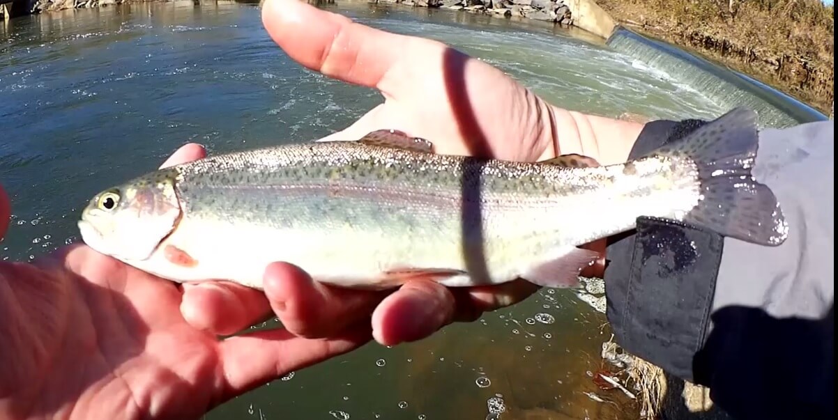 How to Catch Trout at a Spillway with PowerBait Power Eggs - Realistic Fishing