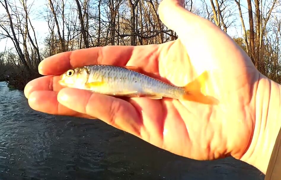 Creek Fishing with an UltraLight Finding Shallow Fish in the Winter - Realistic Fishing