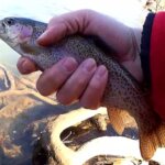 Easy Trout Rig for Beginners Stocked Rainbow Trout Fishing Tips - Realistic Fishing