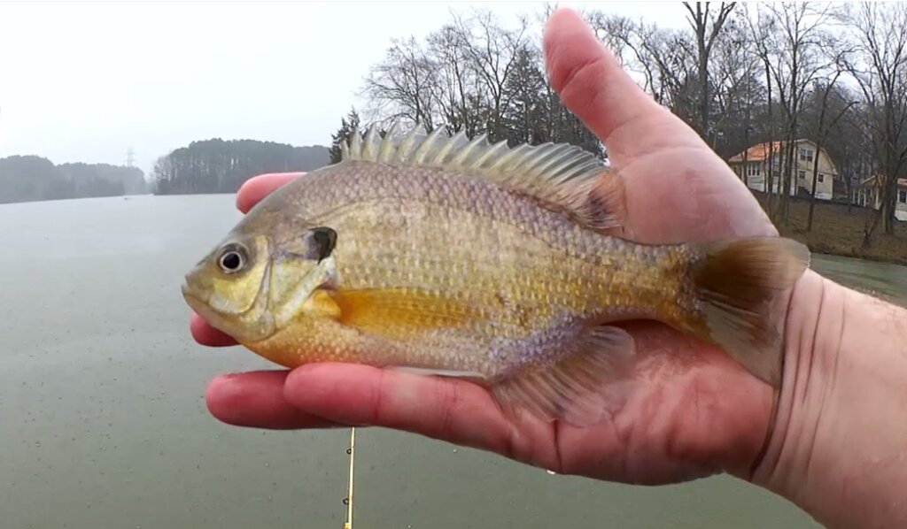 Hardcore Bluegill Fishing in Horrible Conditions - Realistic Fishing