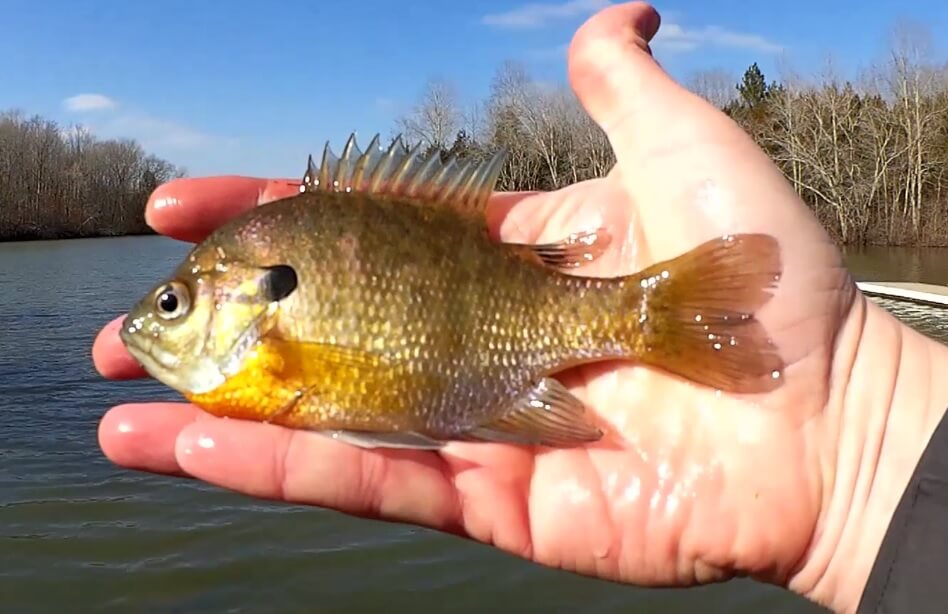 Realistic Fishing With a ZEBCO 33 GOLD Mirco Ultralight Bluegill - Realistic Fishing