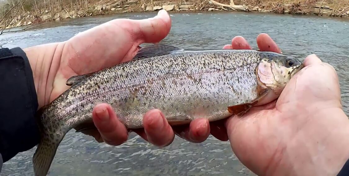 Fishing With Bait I Found on the GROUND! Trout Fishing Challenge