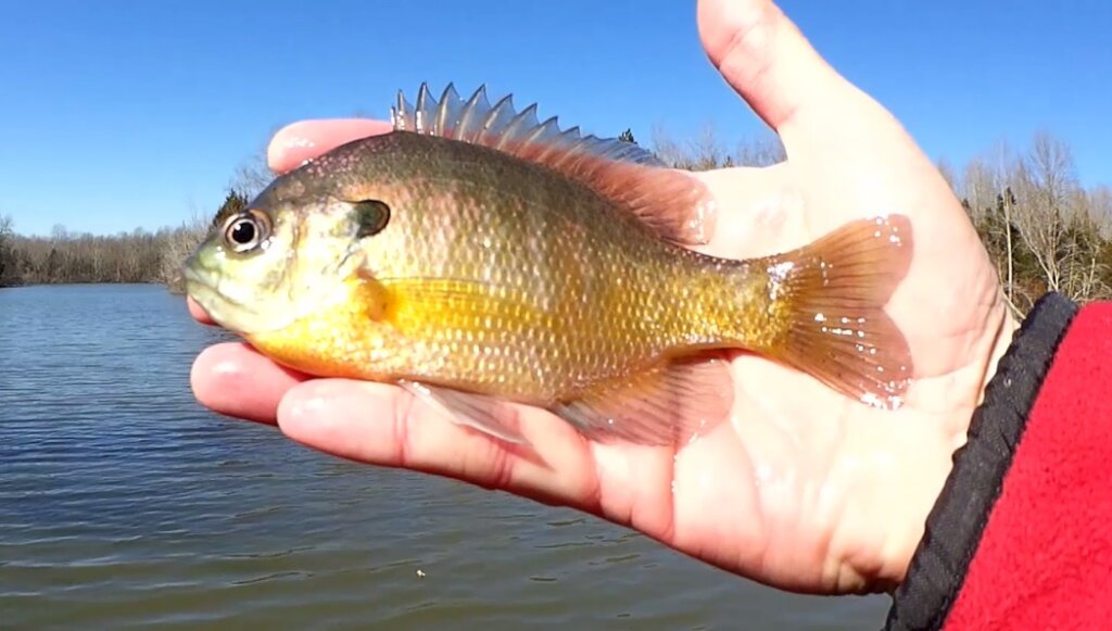 Bluegill Fishing with PowerBait ICE in Shallow Water Crappie Nibbles - Realistic Fishing