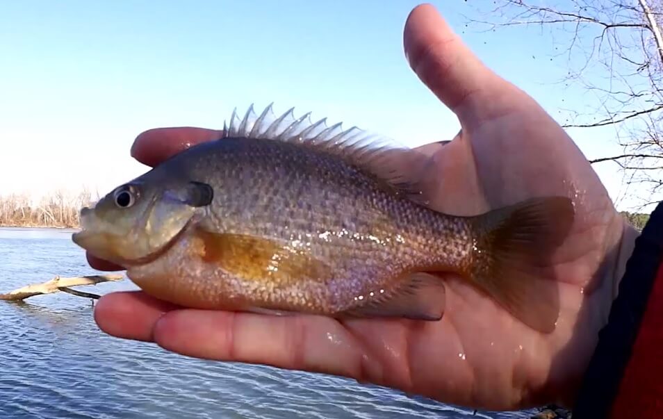 Bluegill Fishing with an Ultralight Realistic Bank Fishing in Winter - Realistic Fishing