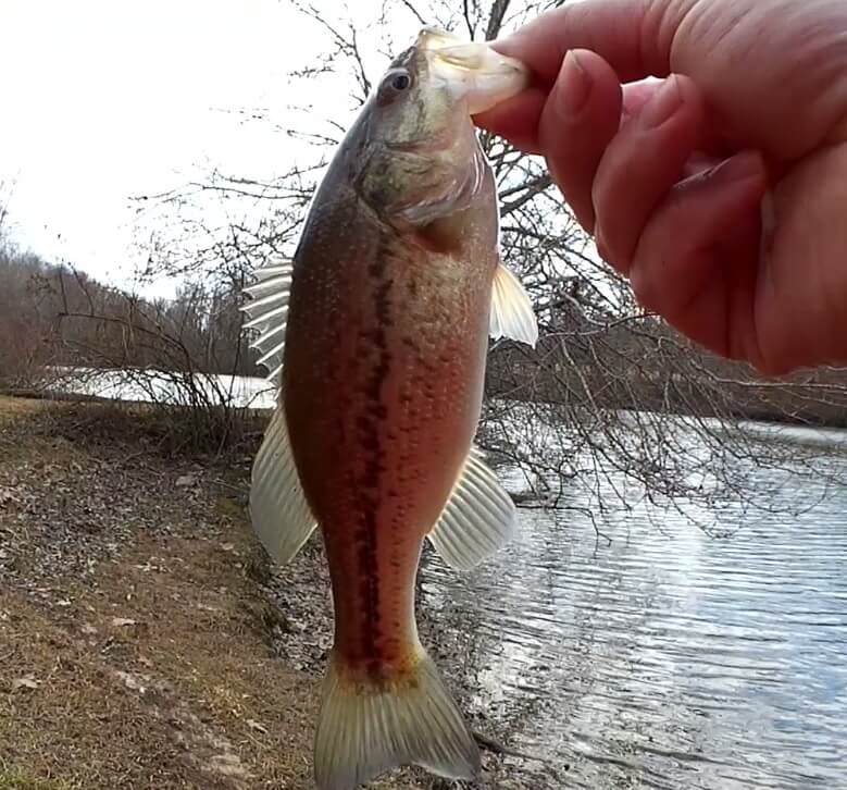 Early Spring Bass Fishing - Realistic Fishing