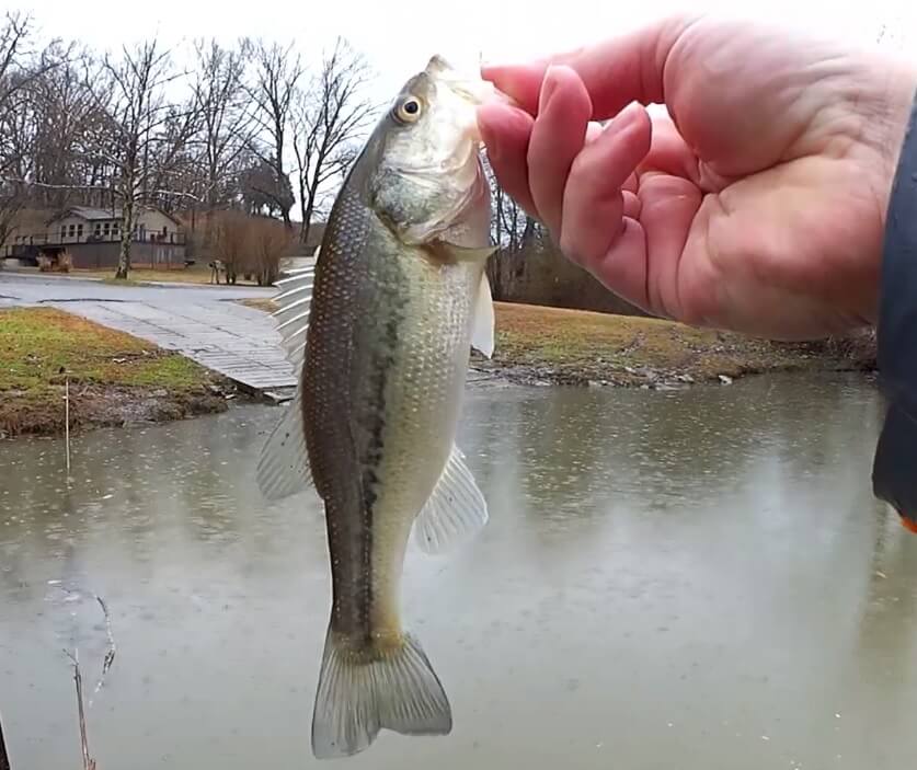 Early Spring Bass Fishing - Realistic Fishing