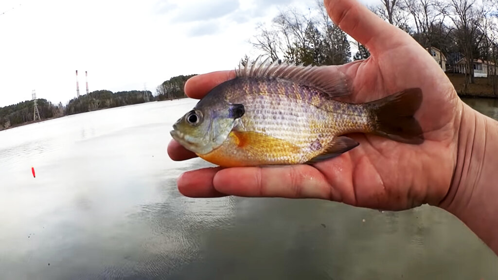 Fishing with Minnows and Worms From The Bank Warm Winter Fishing - Realistic Fishing