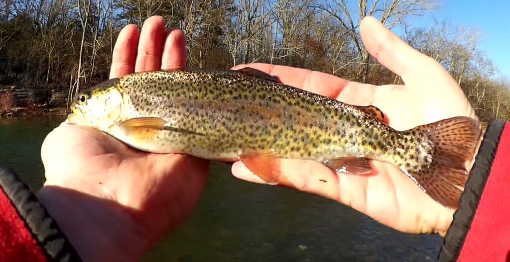 Early Spring Bass Fishing - Realistic Fishing