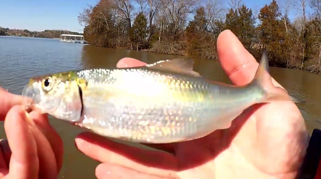 Early Spring Fishing and Lures for 2022 - Realistic Fishing