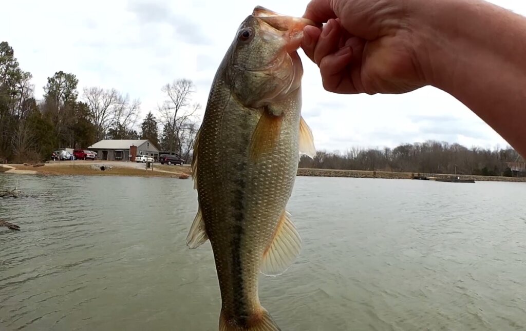 The Bass are Getting Bigger How to Catch Spring Bass in Shallow Water - Realistic Fishing