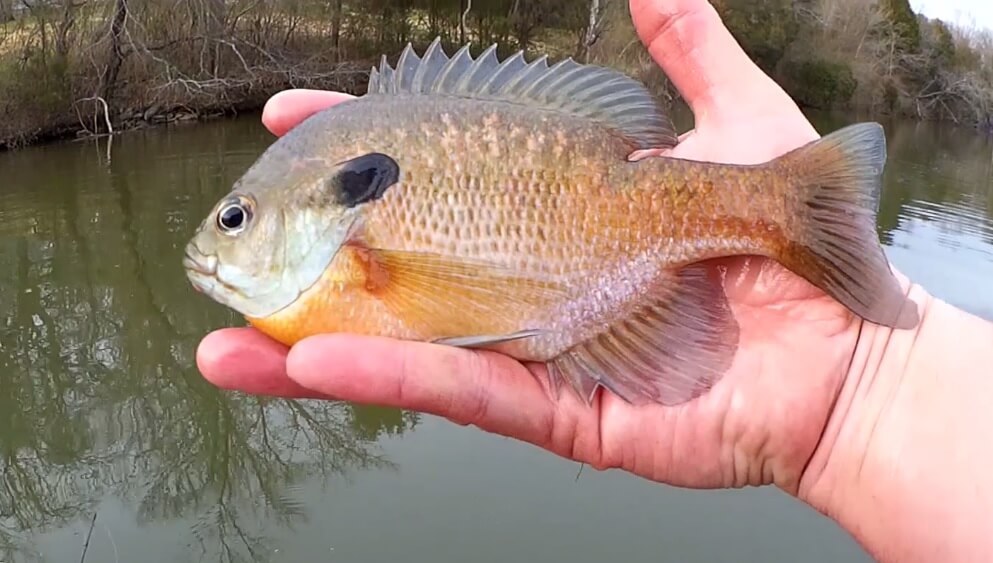 When is the Best Time to Go Fishing How to Catch Big Bluegill Spring - Realistic Fishing