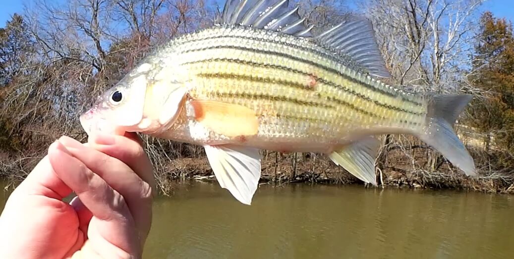 Where and When to Catch Yellow Bass Early Spring Fishing with Minnows - Realistic Fishing