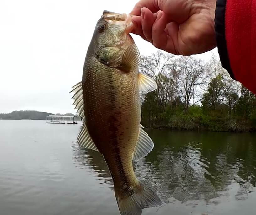 Bass Fishing With a Tiny Drop Shot Realistic Rig - Realistic Fishing