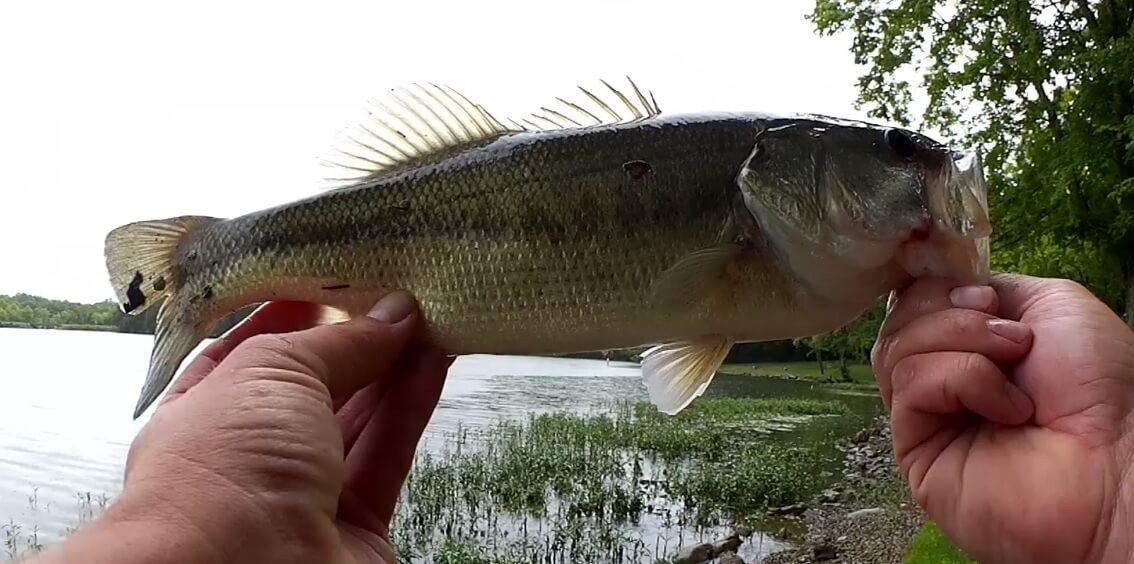 Bass Fishing With a 30 Walmart Baitcaster in Terrible Conditions - Realistic Fishing