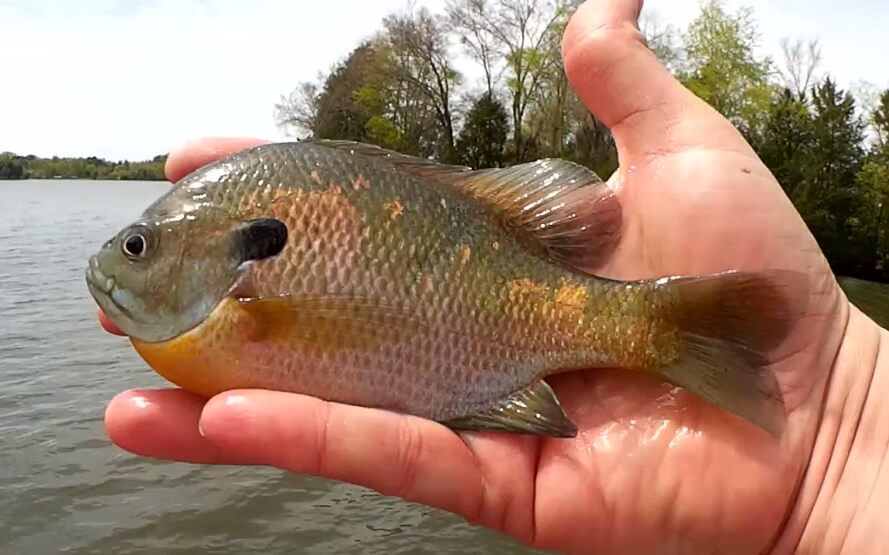 DOUBLE Your Chances of Catching Fish With This Easy Fishing Rig Bluegill - Realistic Fishing