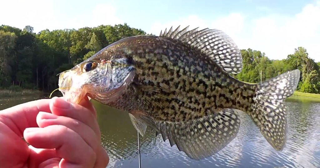 Fishing for Crappie and Bass at a New Lake First Fish is a Crappie - Realistic Fishing