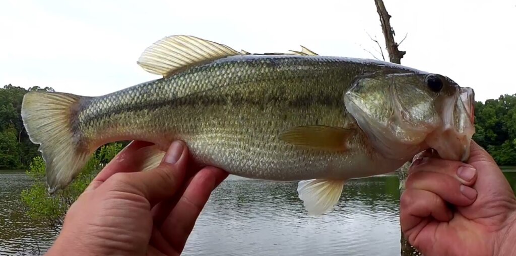 No Boat Needed To Catch Bass Avoiding Boats While Bass Fishing - Realistic Fishing